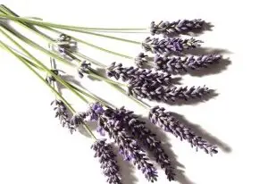 Pluie de Lavande — photo 3