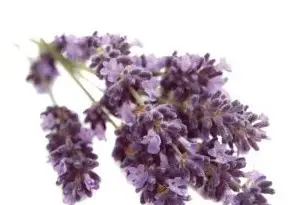 Pluie de Lavande — photo 4