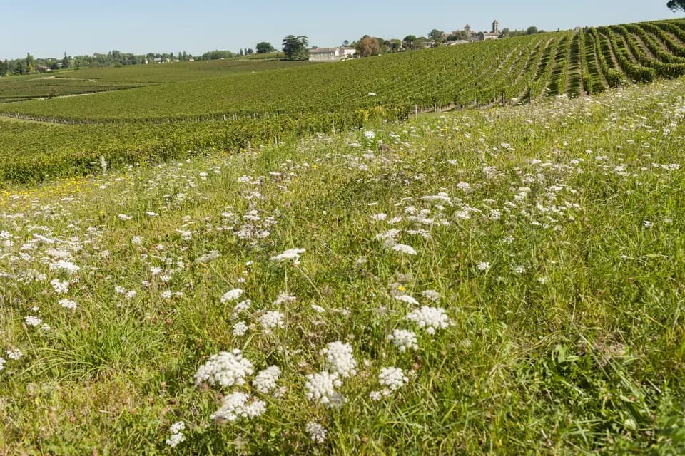 Château Saint-Georges — photo 4