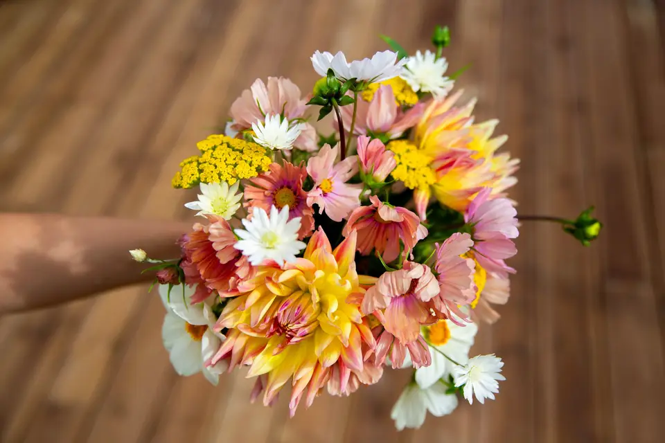 Pâquerette & Grelinette