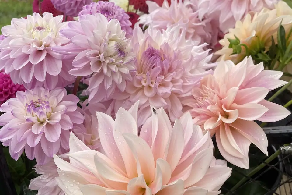 Pâquerette & Grelinette — photo 2