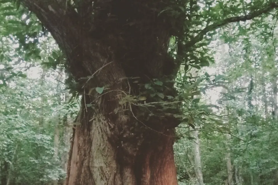 La ferme de Courcimont — photo 3