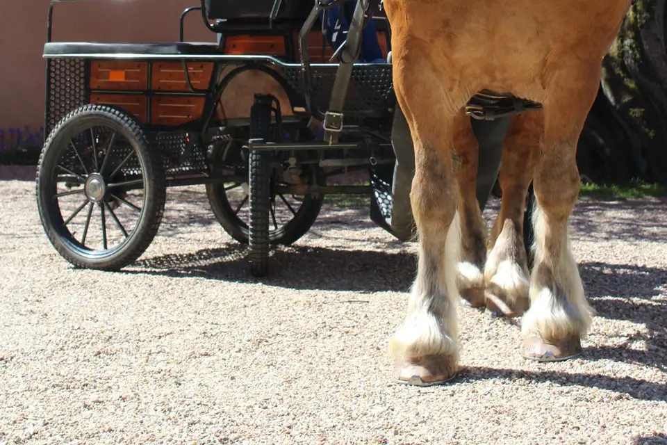 Au Pas de Cadence — photo 4