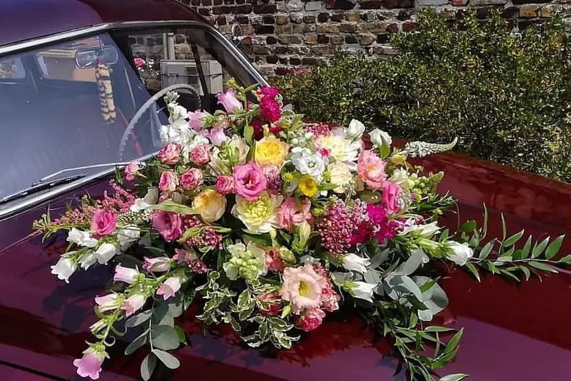 Papillon Citron — photo 7