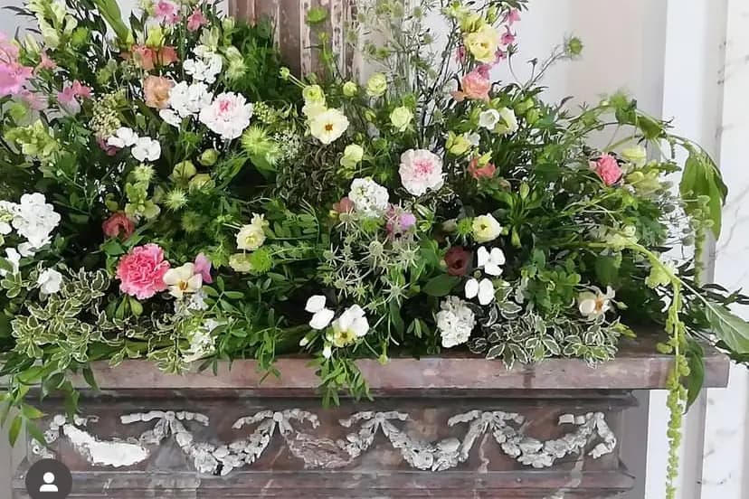 Papillon Citron — photo 6