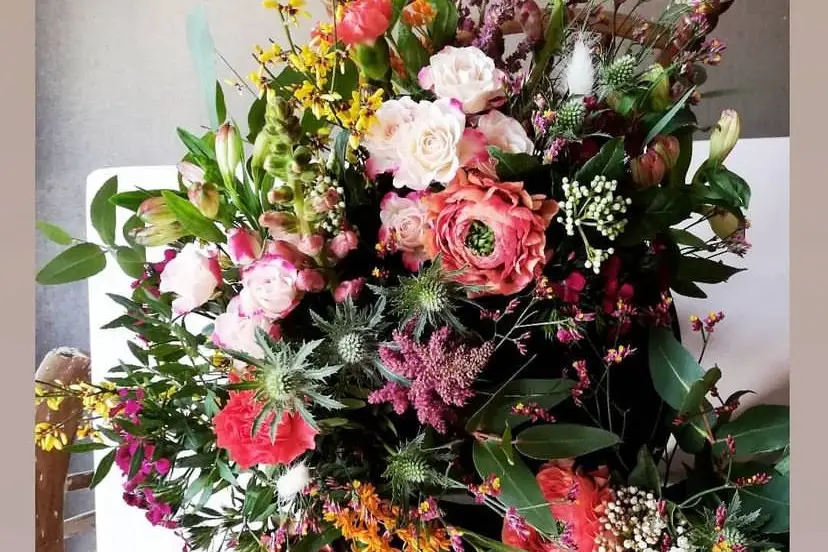 Papillon Citron — photo 4