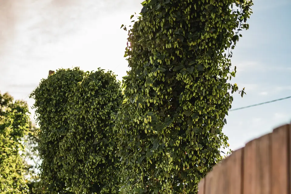 Km5 Brasserie Artisanale — photo 2