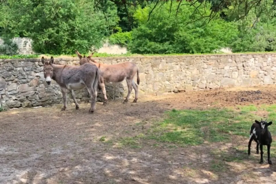 Domaine de Boissy — photo 3