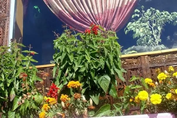 Le Jardin d'Himalaya — photo 1