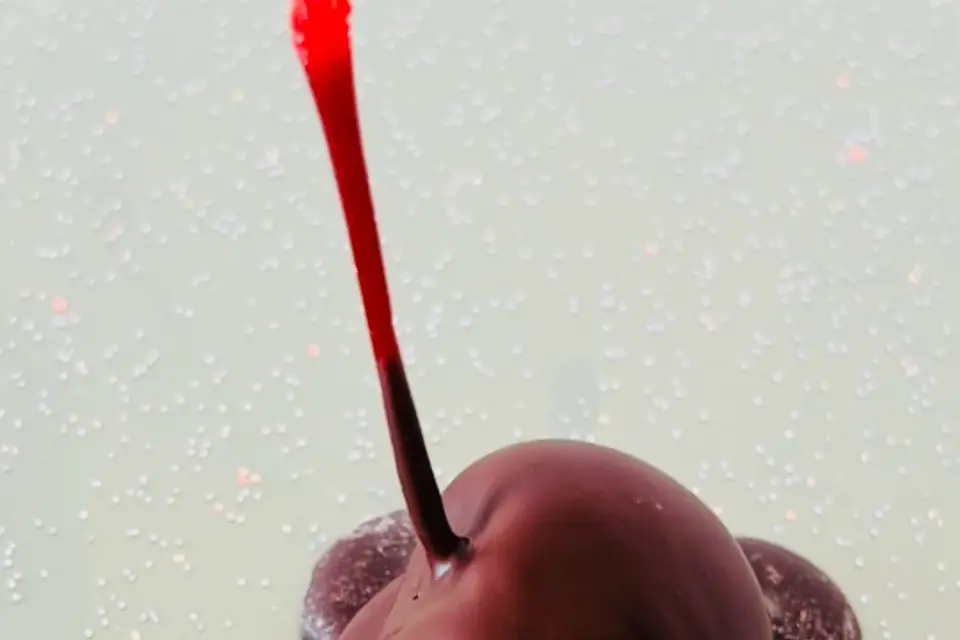 Aux Délices d’Angel — photo 4