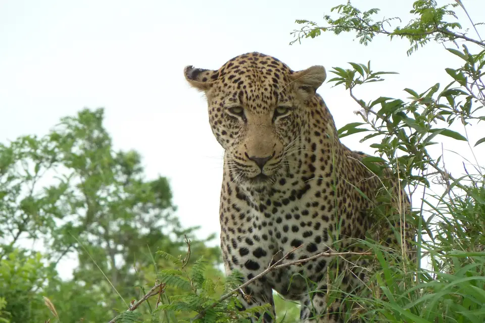 Esprit Pionnier — photo 6