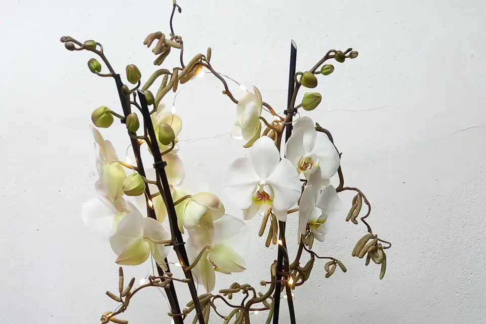 Le Petit Nice — photo 8