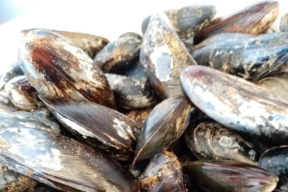 Le Bon Camion — photo 1