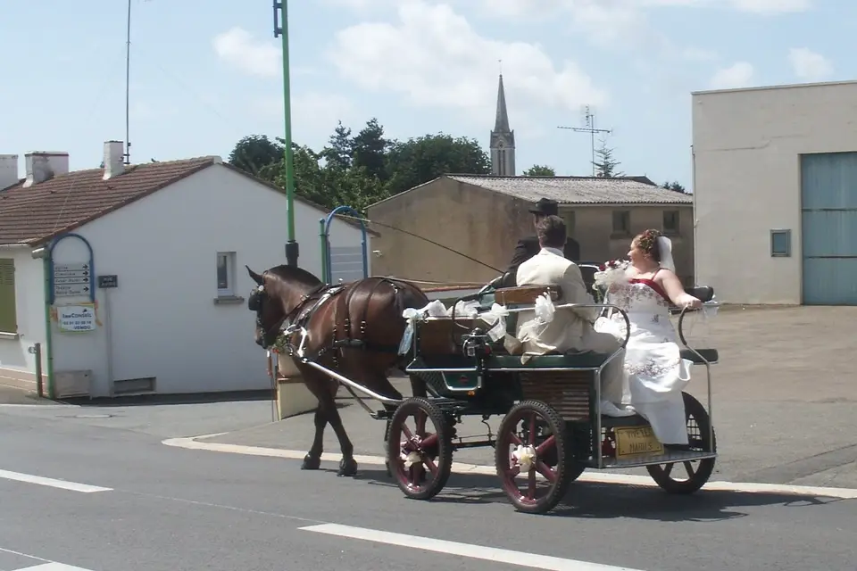 Elevage Cob Normand des Roches — photo 1