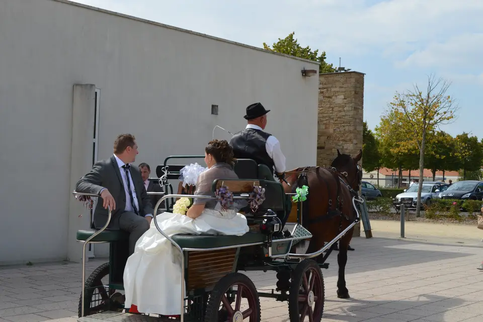 Elevage Cob Normand des Roches — photo 3