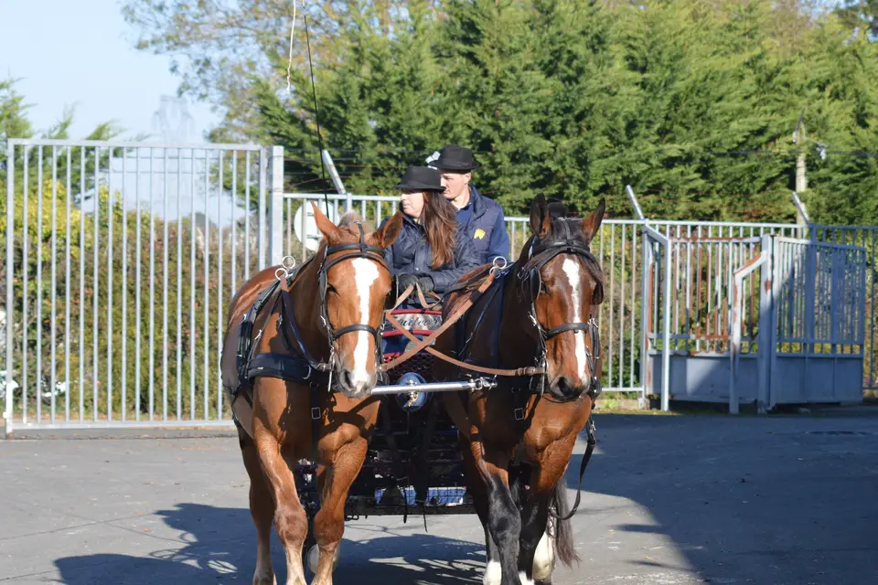 Elevage Cob Normand des Roches — photo 2