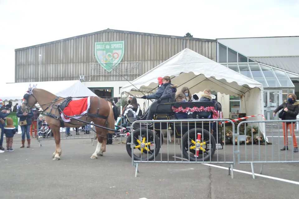 Elevage Cob Normand des Roches — photo 6