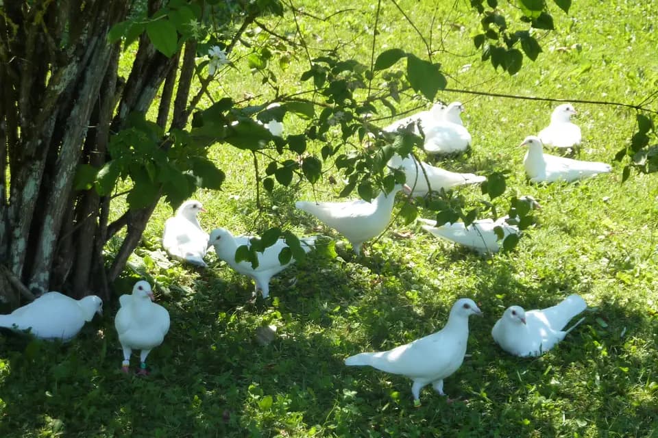 Association Annecy Colombes — photo 5