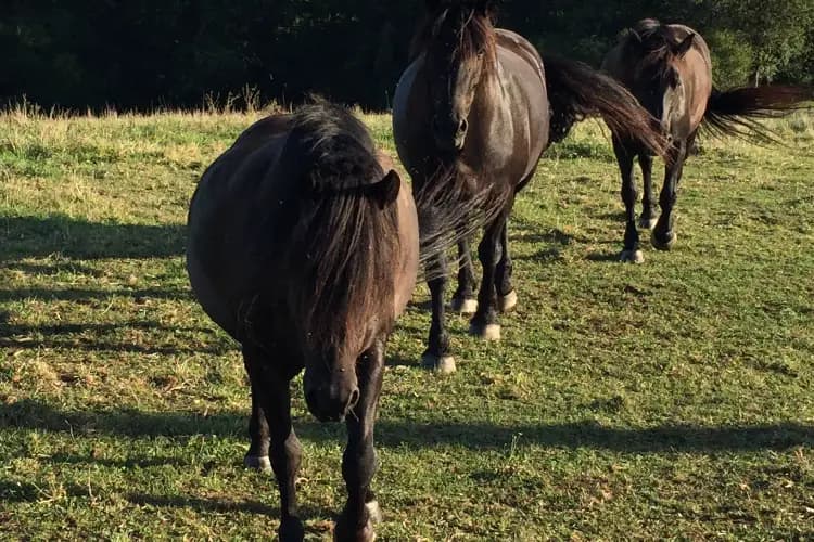 Le Château de Biscay — photo 8