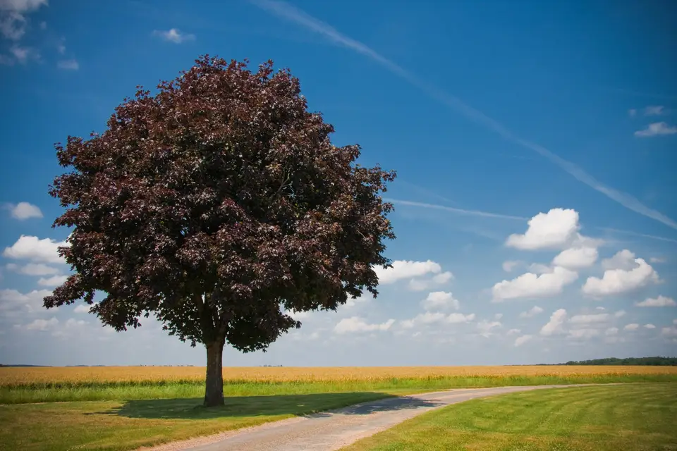 Domaine de la Rissandière — photo 6