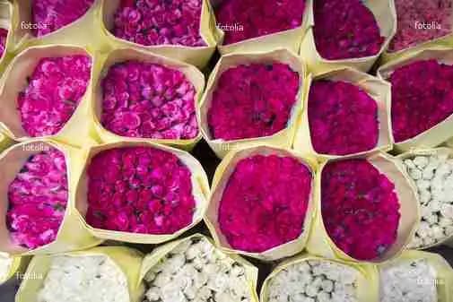 Au Comptoir des Plants — photo 3