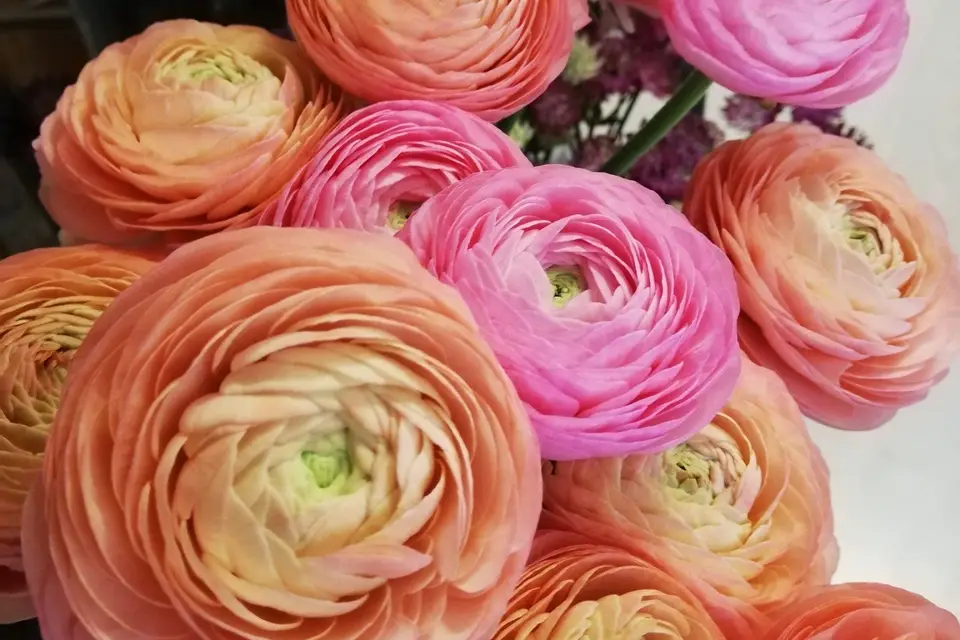 L'Hirondelle — photo 7