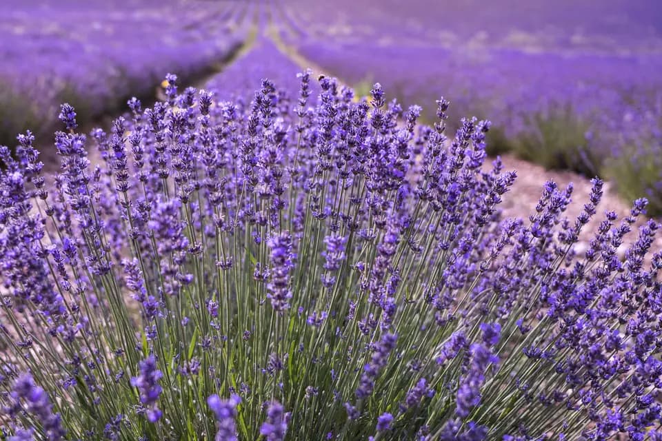 La Bastide des Bourguets — photo 1