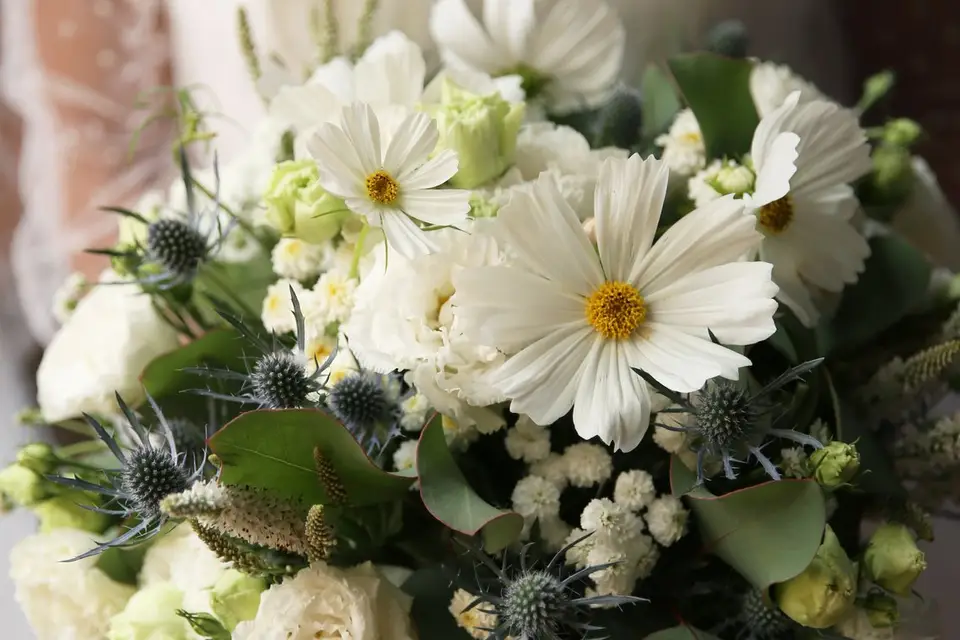 Achillée Sauvage — photo 2