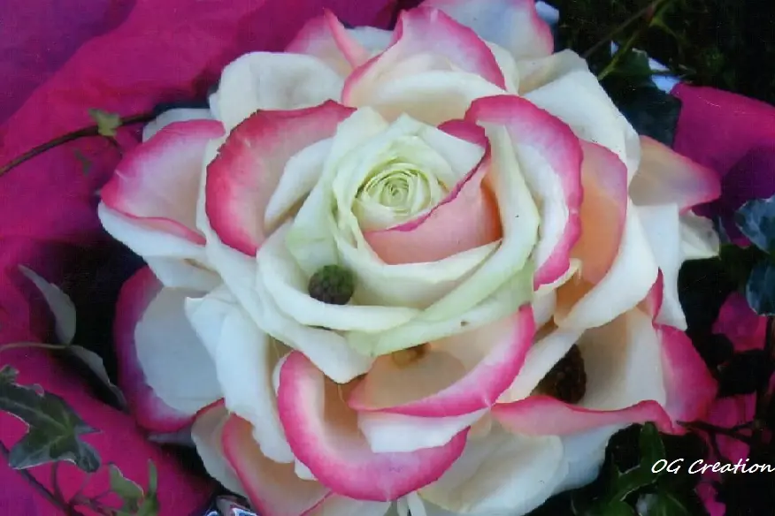 OGCréation — photo 8