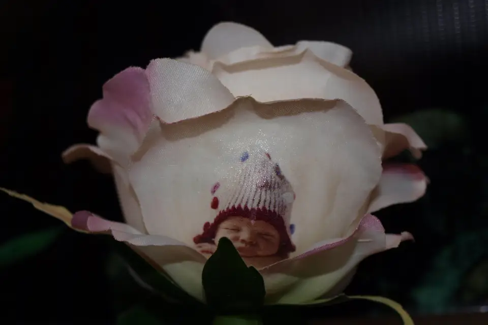 Roses Imprimées — photo 2