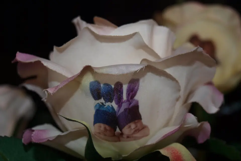 Roses Imprimées — photo 3