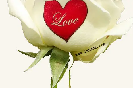 Roses Imprimées — photo 1