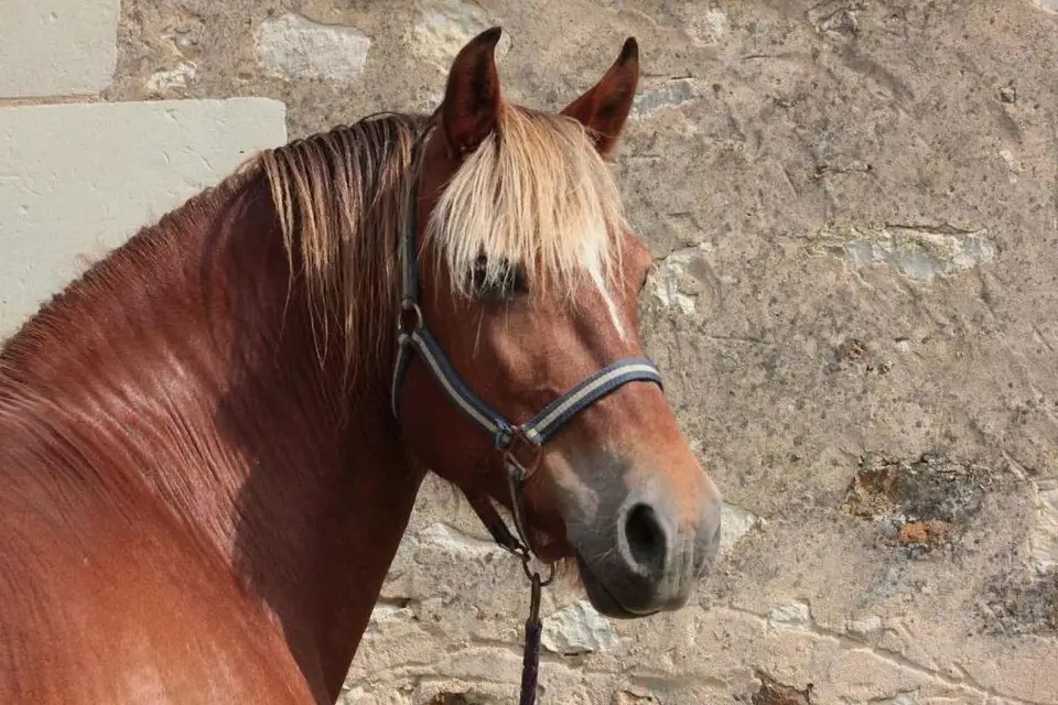 Manoir de La Blonnerie — photo 6