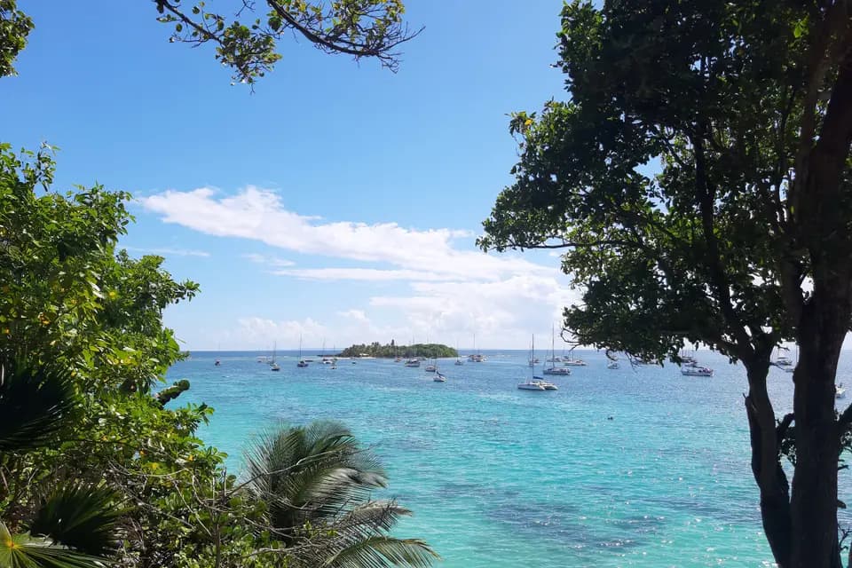 Tropical Van — photo 8