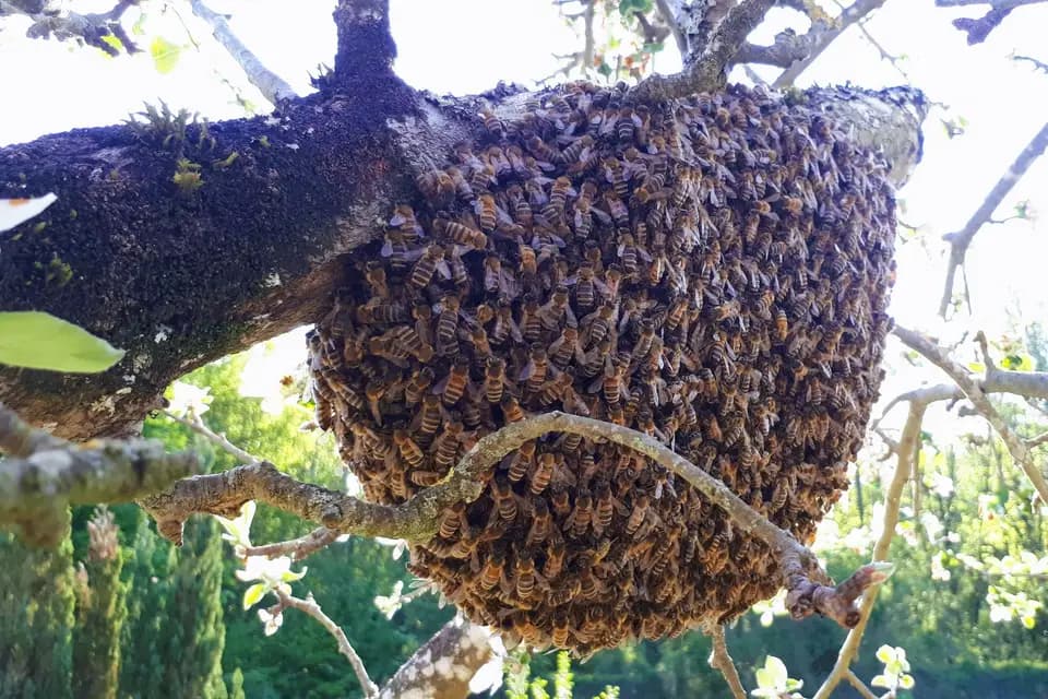 Miel du Berry — photo 7