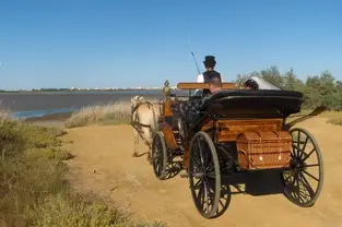 Hipposervices - Calèches — photo 5