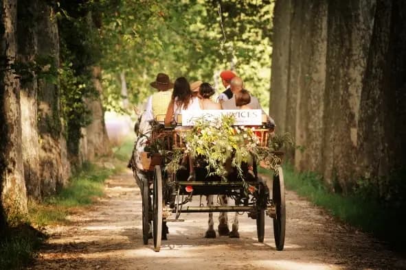 Hipposervices - Calèches — photo 6