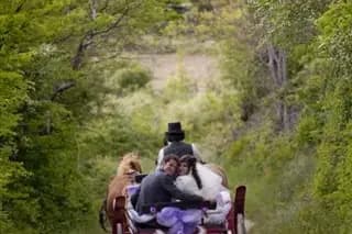 Hipposervices - Calèches — photo 1