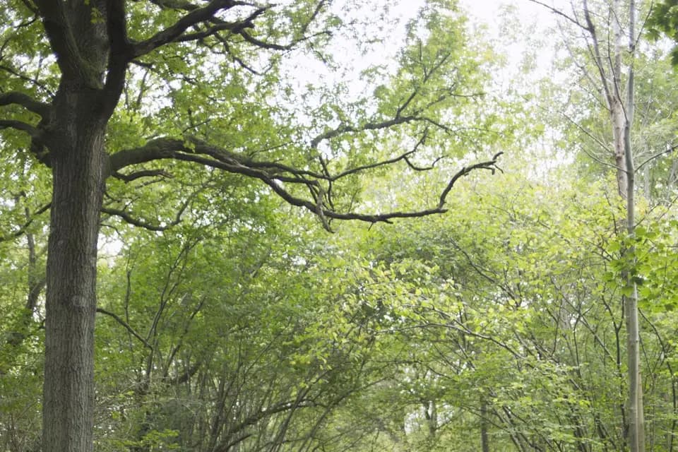 Solène Tardivon — photo 1