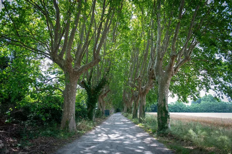 Domaine de Florival — photo 3