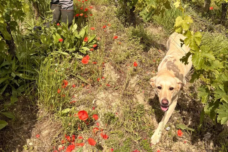 Château Haut Clarise — photo 3