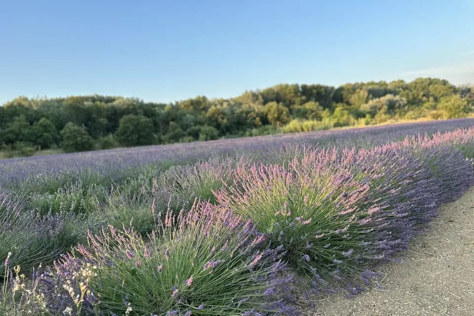 Terres Elaïs — photo 2