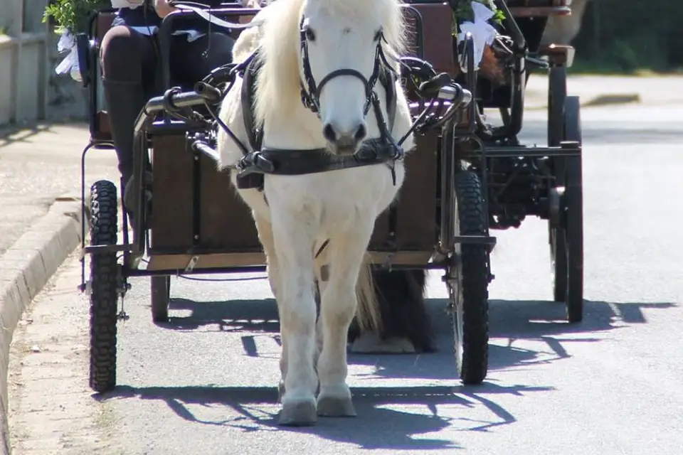 Passion calèche — photo 3