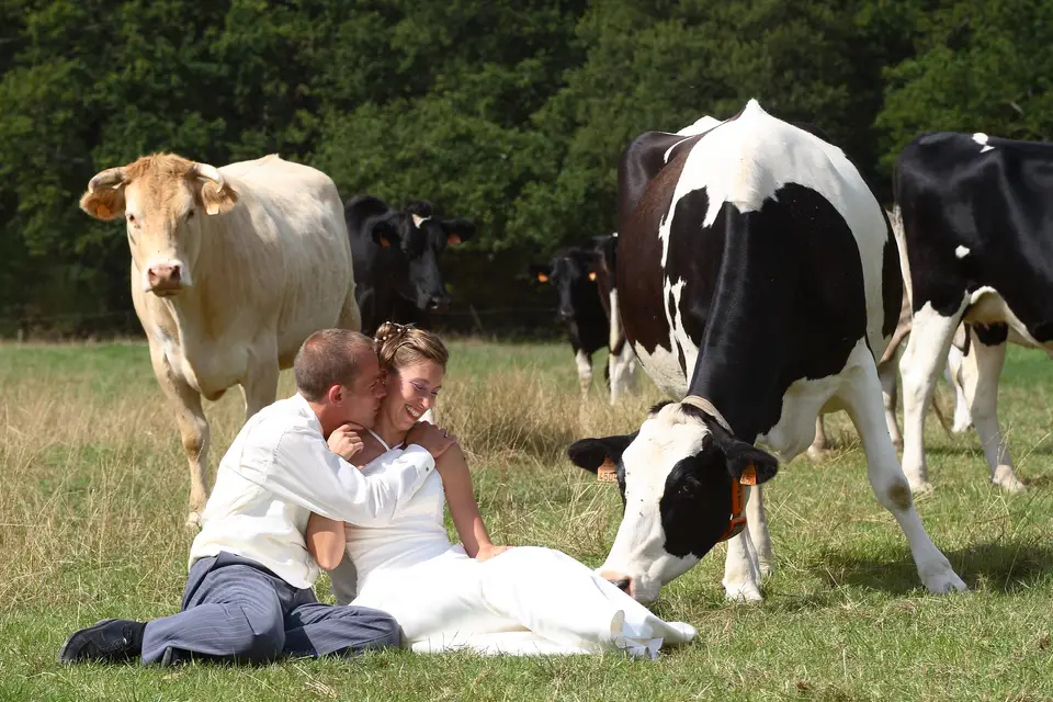 Bihannic — photo 6