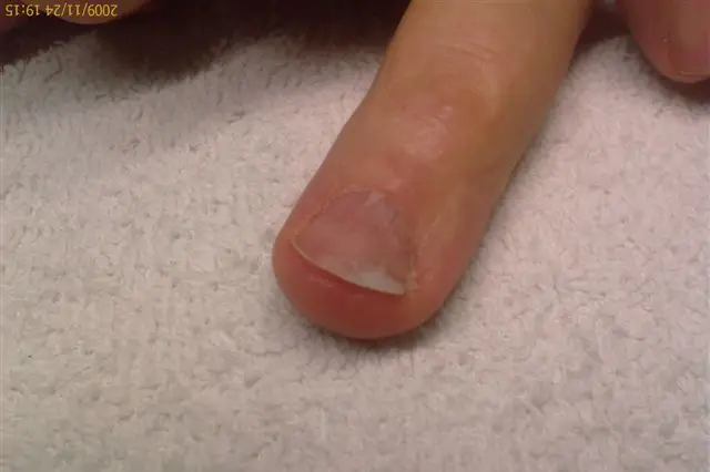 Lys Hermine — photo 4