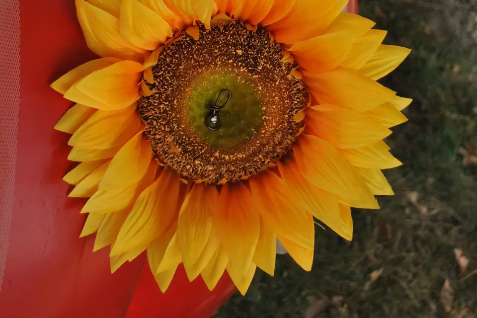 Chloé Dhallenne Photographie — photo 7