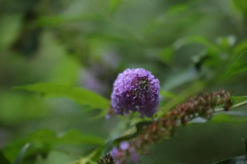 Blue Shine Music — photo 4