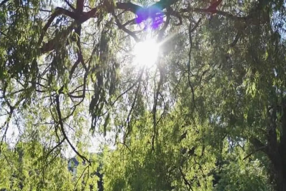 Les fées nature — photo 4