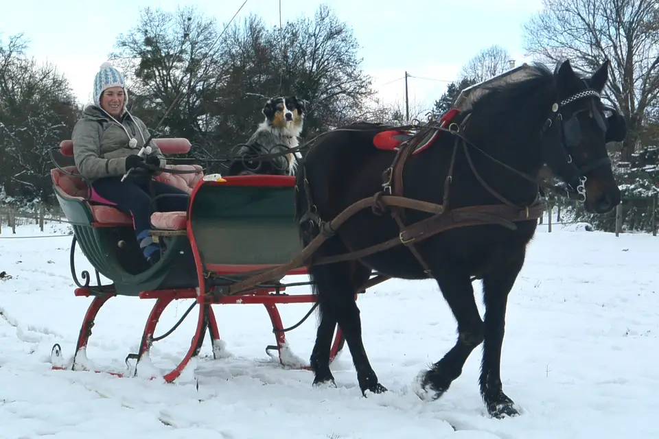 Les Attelages de la Bièvre — photo 7