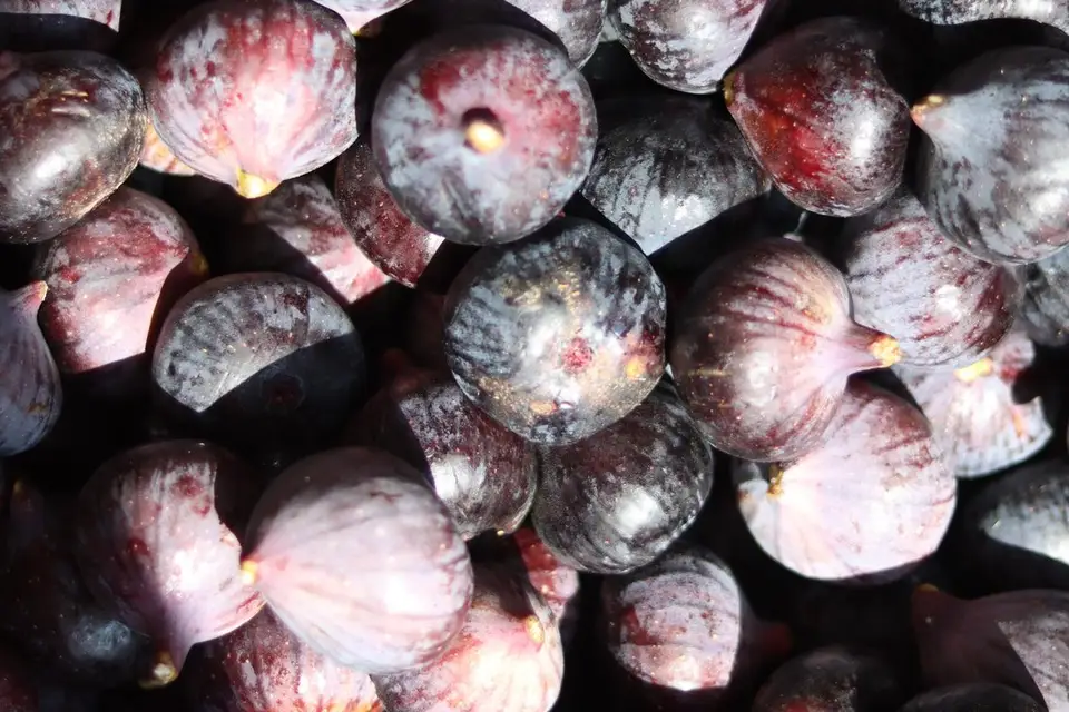 Glacier Papilla — photo 7